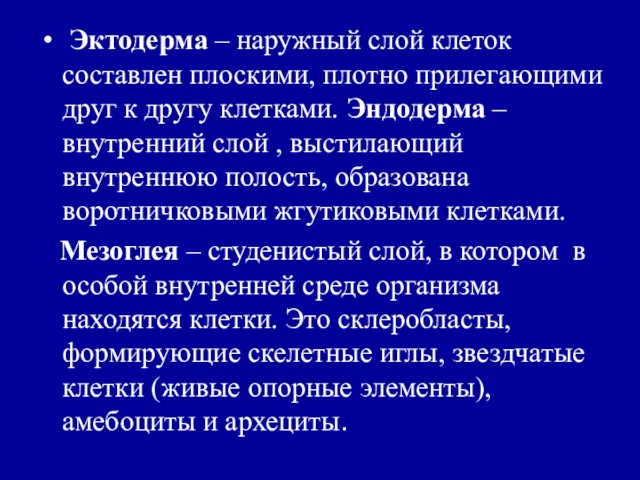 Эктодерма – наружный слой клеток составлен плоскими, плотно прилегающими друг