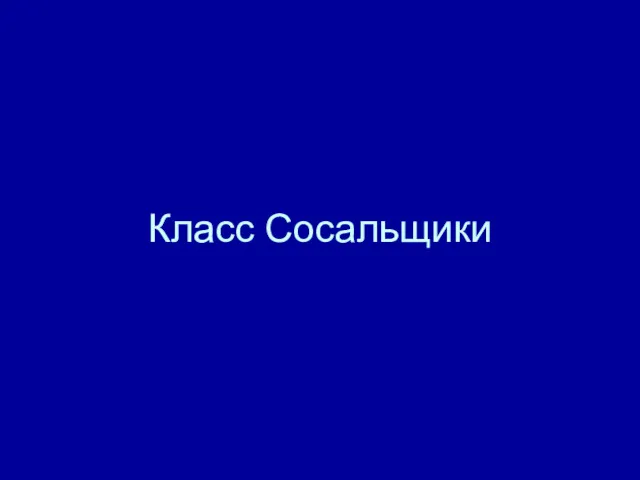 Класс Сосальщики