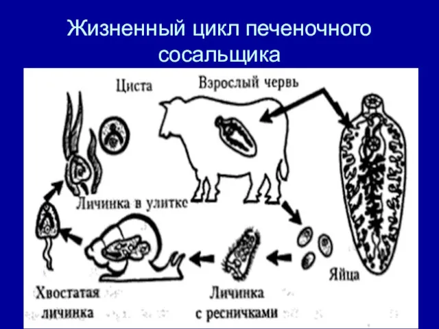 Жизненный цикл печеночного сосальщика