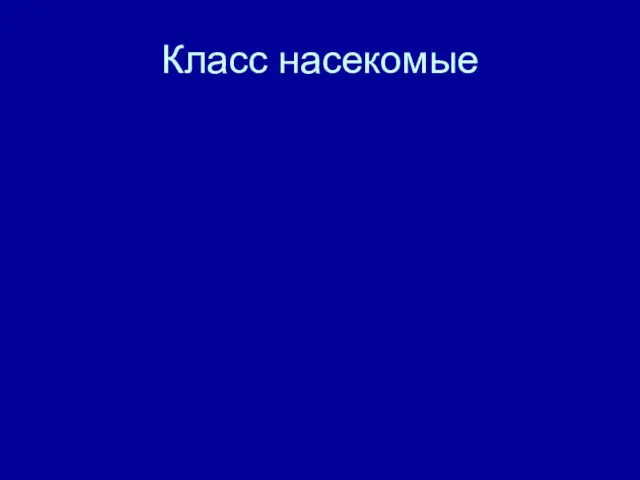 Класс насекомые