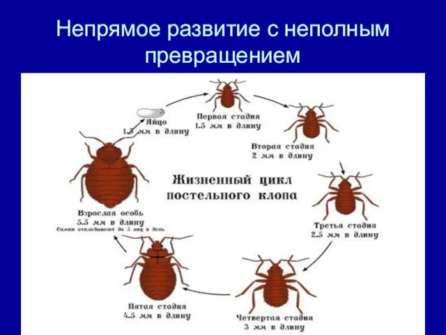 Непрямое развитие с неполным превращением