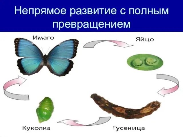 Непрямое развитие с полным превращением