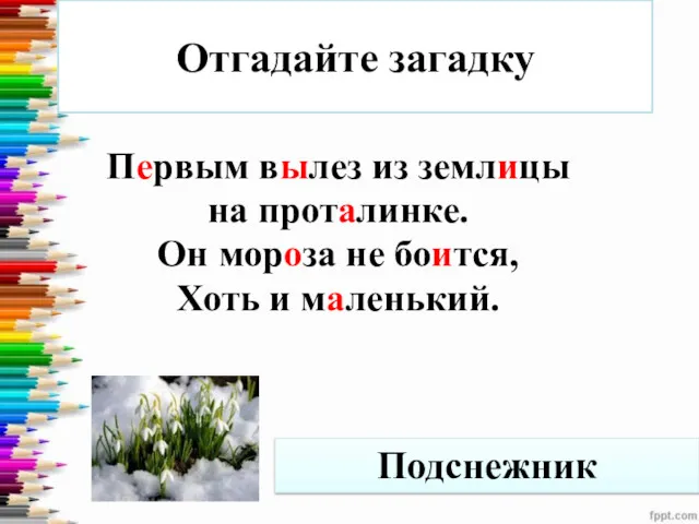 Отгадайте загадку Первым вылез из землицы на проталинке. Он мороза не боится, Хоть и маленький. Подснежник