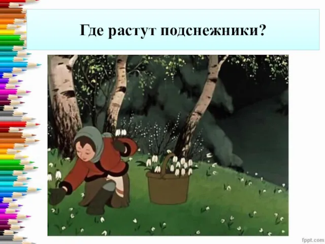 Где растут подснежники?