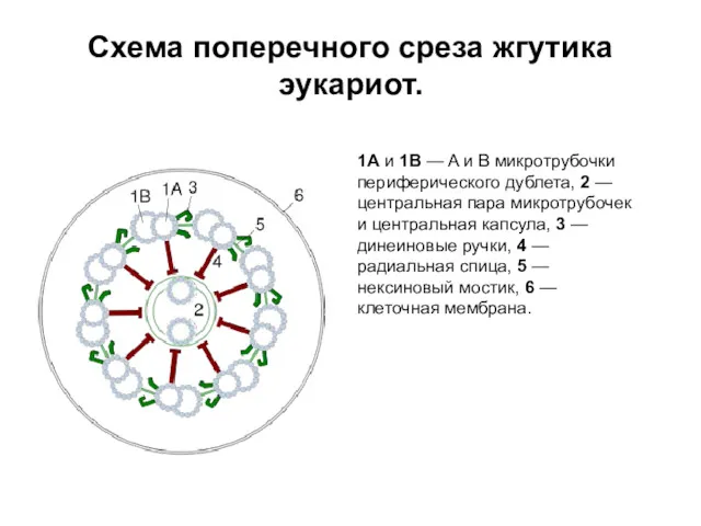 Схема поперечного среза жгутика эукариот. 1A и 1B — A