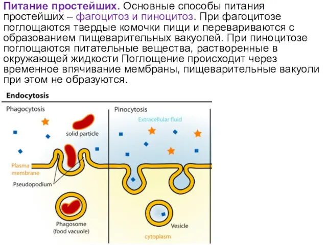 Питание простейших. Основные способы питания простейших – фагоцитоз и пиноцитоз.