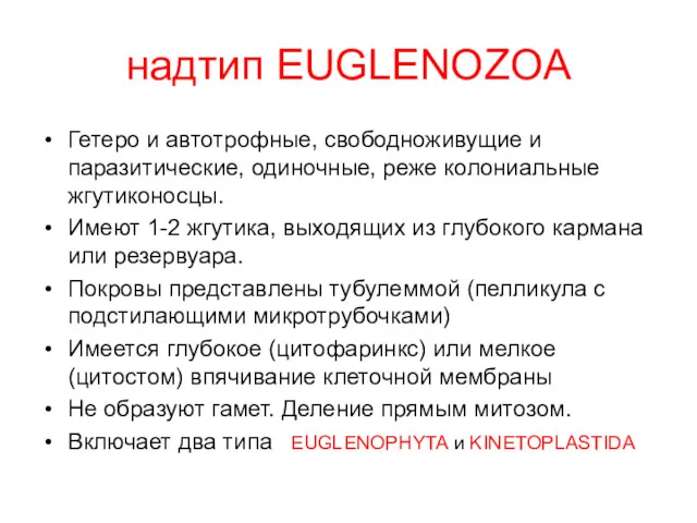 надтип EUGLENOZOA Гетеро и автотрофные, свободноживущие и паразитические, одиночные, реже