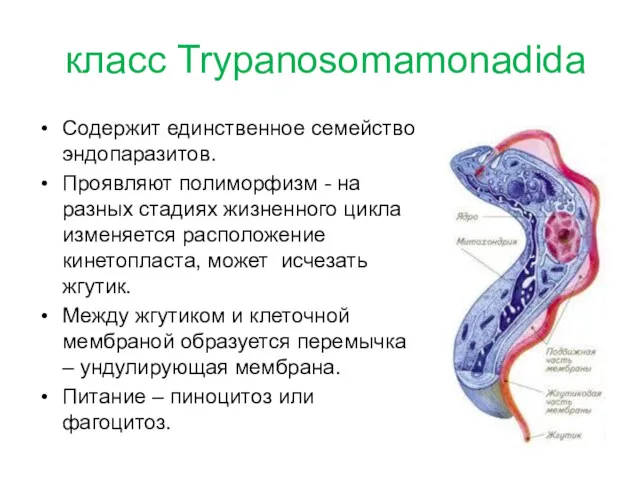 класс Trypanosomamonadida Содержит единственное семейство эндопаразитов. Проявляют полиморфизм - на