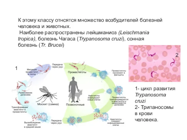 К этому классу отнсятся множество возбудителей болезней человека и животных.