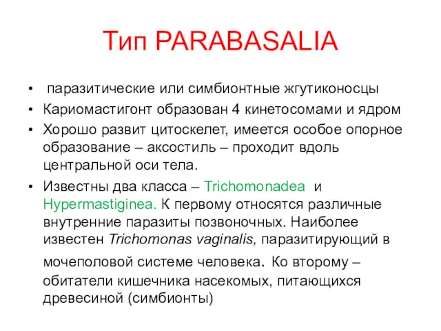 Тип PARABASALIA паразитические или симбионтные жгутиконосцы Кариомастигонт образован 4 кинетосомами