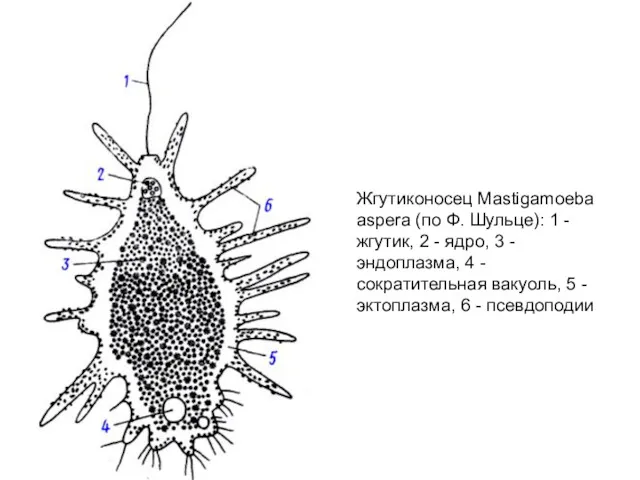 Жгутиконосец Mastigamoeba aspera (по Ф. Шульце): 1 - жгутик, 2