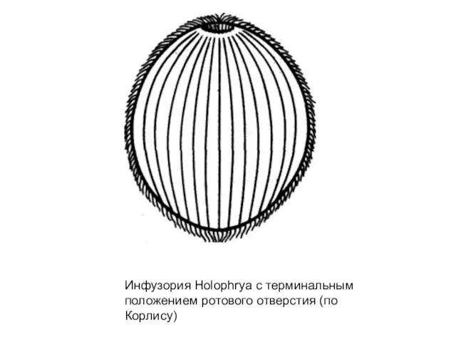 Инфузория Ноlophrya с терминальным положением ротового отверстия (по Корлису)