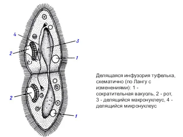 Делящаяся инфузория туфелька, схематично (по Лангу с изменениями): 1 -