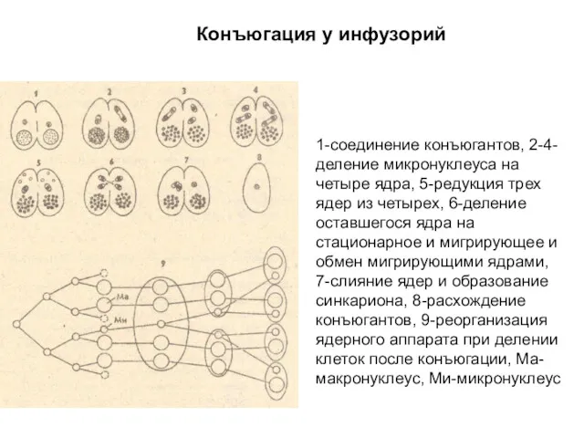 Конъюгация у инфузорий 1-соединение конъюгантов, 2-4-деление микронуклеуса на четыре ядра,