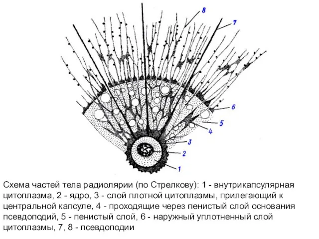 Схема частей тела радиолярии (по Стрелкову): 1 - внутрикапсулярная цитоплазма,