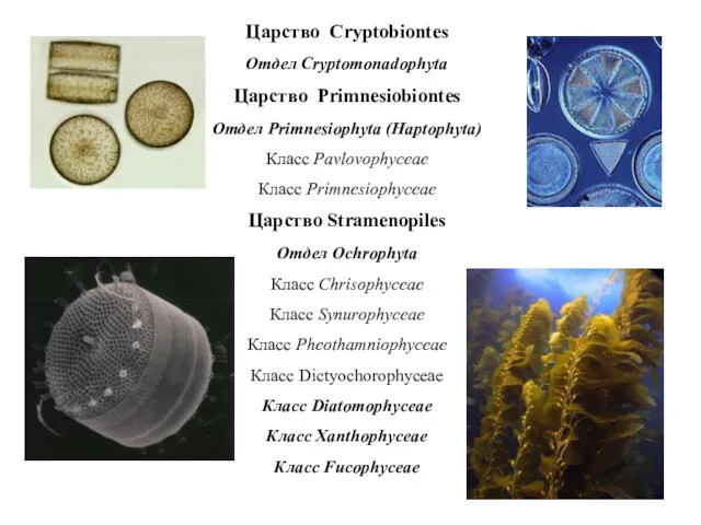 Царство Cryptobiontes Отдел Cryptomonadophyta Царство Primnesiobiontes Отдел Primnesiophyta (Haptophyta) Класс