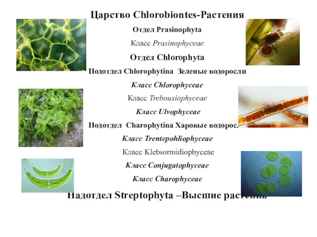 Царство Chlorobiontes-Растения Отдел Prasinophyta Класс Prasinophyceae Отдел Chlorophyta Подотдел Chlorophytina