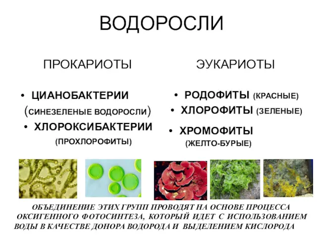 ВОДОРОСЛИ ПРОКАРИОТЫ ЦИАНОБАКТЕРИИ (СИНЕЗЕЛЕНЫЕ ВОДОРОСЛИ) ХЛОРОКСИБАКТЕРИИ (ПРОХЛОРОФИТЫ) ЭУКАРИОТЫ РОДОФИТЫ (КРАСНЫЕ)