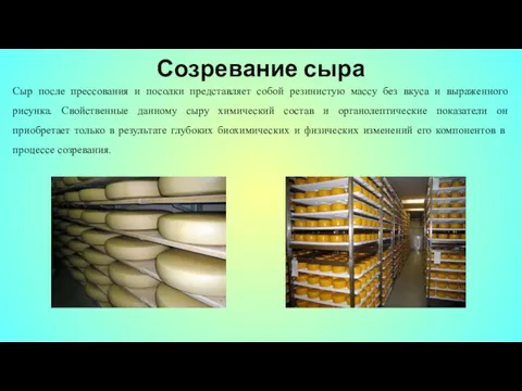 Созревание сыра Сыр после прессования и посолки представляет собой резинистую массу без вкуса