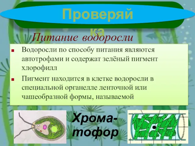 Проверяйка Питание водоросли Водоросли по способу питания являются автотрофами и