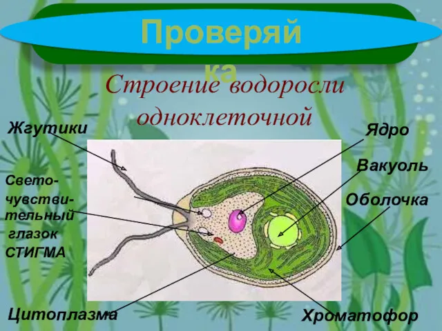 Проверяйка Строение водоросли одноклеточной Жгутики Ядро Хроматофор Свето- чувстви-тельный глазок СТИГМА Вакуоль Цитоплазма Оболочка