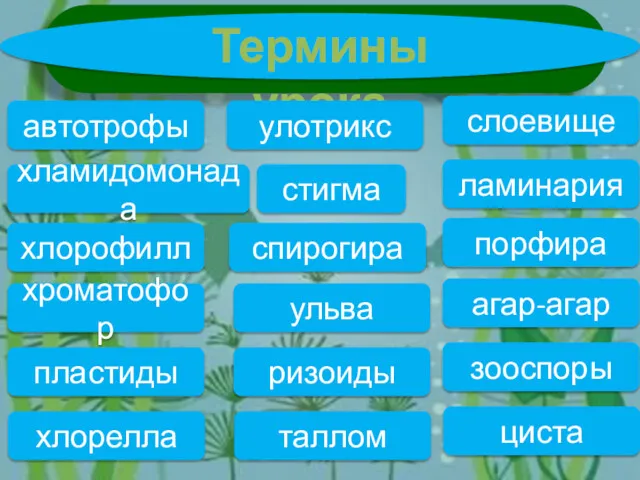 Термины урока автотрофы хламидомонада хлорофилл хроматофор хлорелла пластиды стигма улотрикс