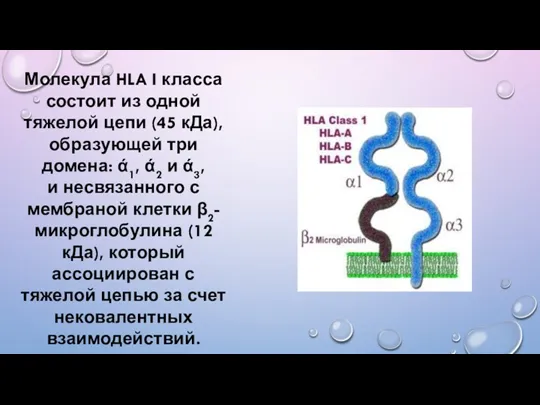 Молекула HLA I класса состоит из одной тяжелой цепи (45