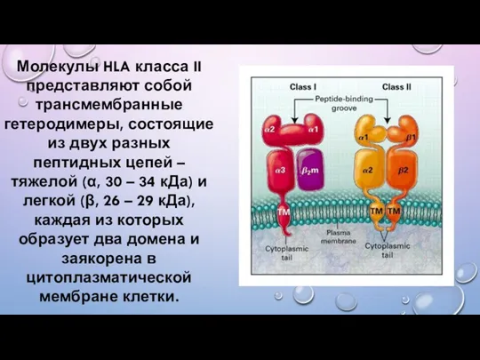 Молекулы HLA класса II представляют собой трансмембранные гетеродимеры, состоящие из