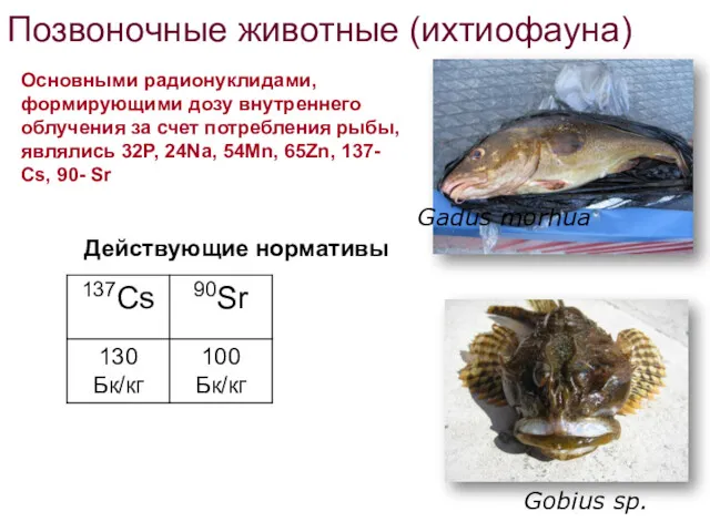 Позвоночные животные (ихтиофауна) Gobius sp. Gadus morhua Основными радионуклидами, формирующими