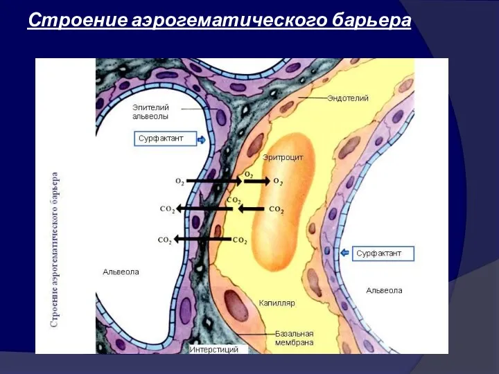 Строение аэрогематического барьера