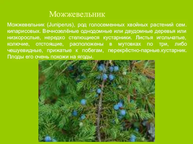 Можжевельник Можжевельник (Juniperus), род голосеменных хвойных растений сем. кипарисовых. Вечнозелёные