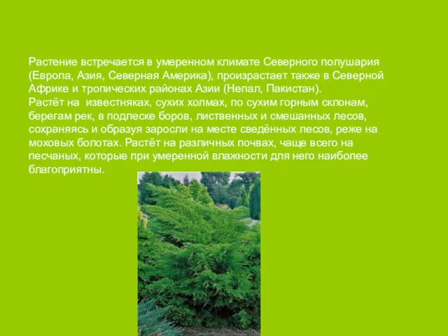 Растение встречается в умеренном климате Северного полушария (Европа, Азия, Северная