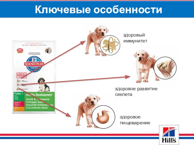 Ключевые особенности здоровый иммунитет здоровое пищеварение здоровое развитие скелета