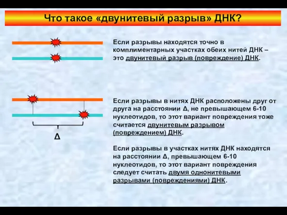 Что такое «двунитевый разрыв» ДНК? Если разрывы находятся точно в