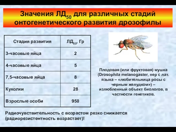 Значения ЛД50 для различных стадий онтогенетического развития дрозофилы Радиочувствительность с