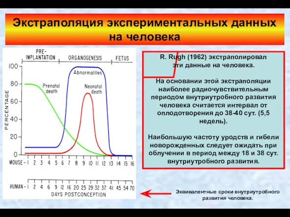Экстраполяция экспериментальных данных на человека R. Rugh (1962) экстраполировал эти