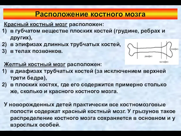 Расположение костного мозга Красный костный мозг расположен: в губчатом веществе