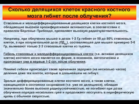 Сколько делящихся клеток красного костного мозга гибнет после облучения? Стволовые