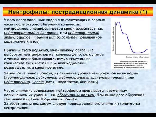 Нейтрофилы: пострадиационная динамика (1) У всех исследованных видов млекопитающих в