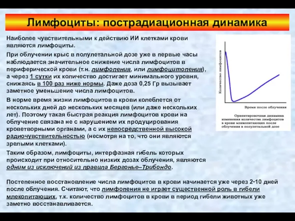 Лимфоциты: пострадиационная динамика Наиболее чувствительными к действию ИИ клетками крови