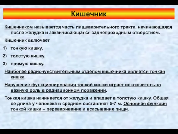 Кишечник Кишечником называется часть пищеварительного тракта, начинающаяся после желудка и