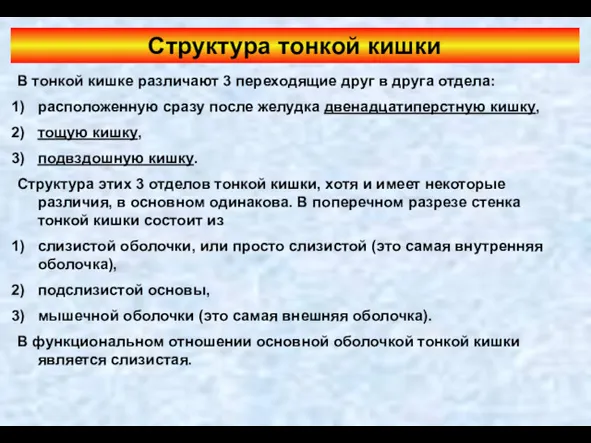 Структура тонкой кишки В тонкой кишке различают 3 переходящие друг