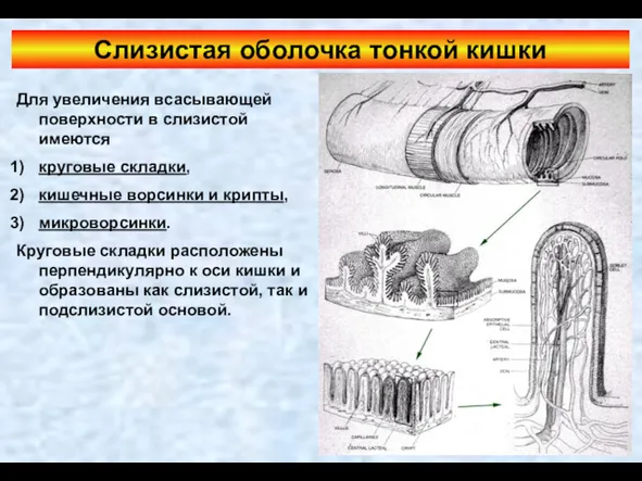 Слизистая оболочка тонкой кишки Для увеличения всасывающей поверхности в слизистой