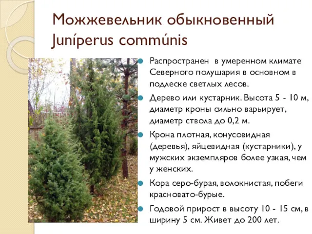 Можжевельник обыкновенный Juníperus commúnis Распространен в умеренном климате Северного полушария