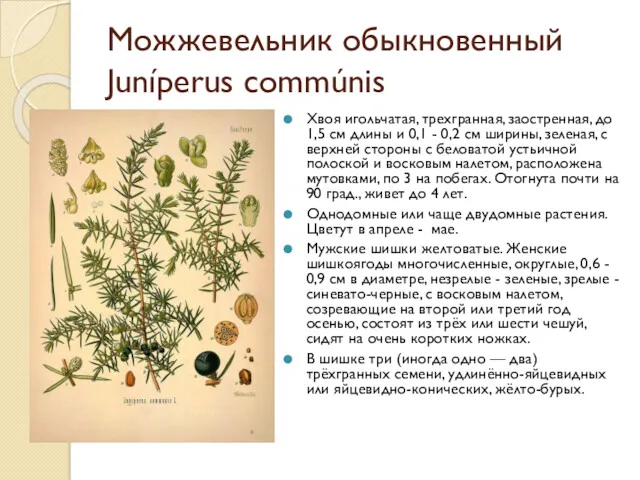 Можжевельник обыкновенный Juníperus commúnis Хвоя игольчатая, трехгранная, заостренная, до 1,5