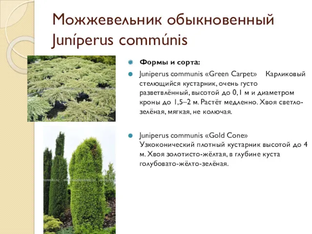Можжевельник обыкновенный Juníperus commúnis Формы и сорта: Juniperus communis «Green