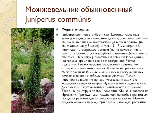 Можжевельник обыкновенный Juníperus commúnis Формы и сорта: Juniperus communis «Нibernica». Широко известная узкокеглевидная