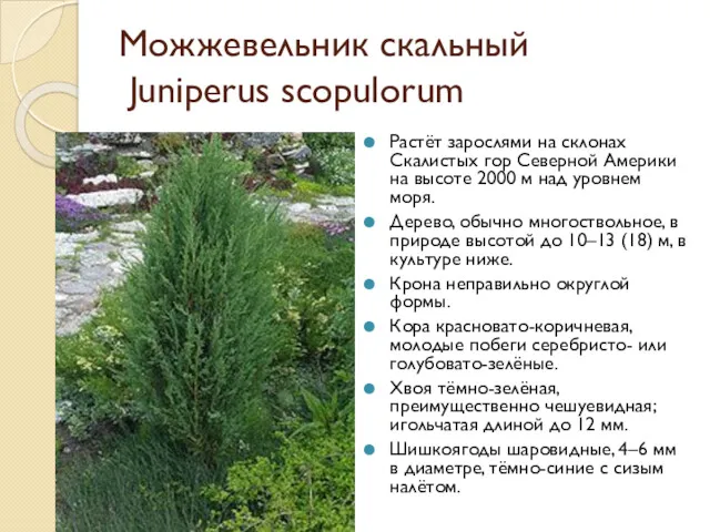 Можжевельник скальный Juniperus scopulorum Растёт зарослями на склонах Скалистых гор Северной Америки на
