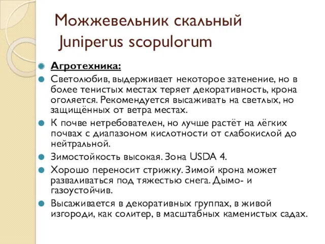 Можжевельник скальный Juniperus scopulorum Агротехника: Светолюбив, выдерживает некоторое затенение, но в более тенистых