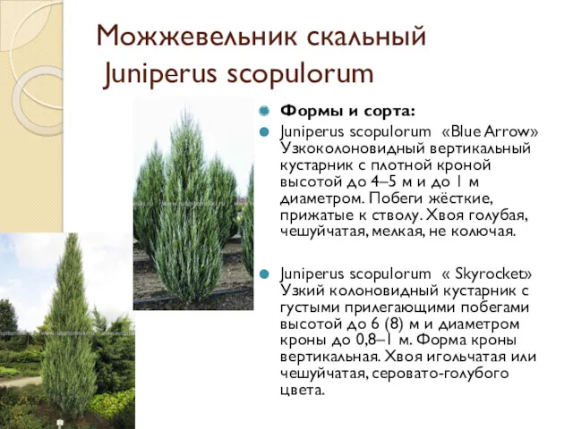 Можжевельник скальный Juniperus scopulorum Формы и сорта: Juniperus scopulorum «Blue Arrow» Узкоколоновидный вертикальный